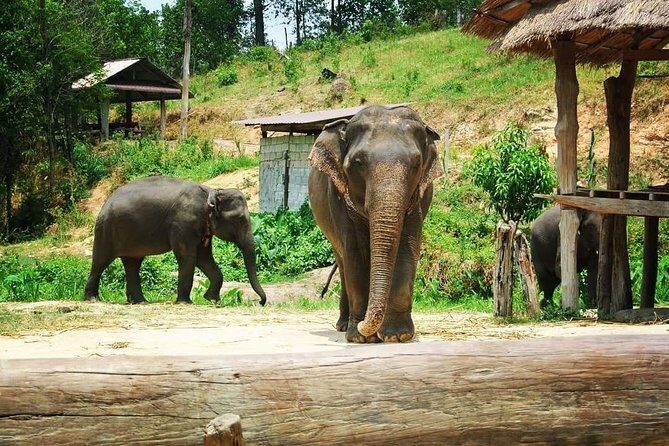 Half day Elephants in Nature Experience (Morning) - Meet Elephants in Their Natural Habitat, Not a Show
