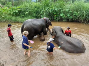 Half-day with CHIANGMAI ELEPHANT CARE program (12pm-6pm.) - Arrival at Chiangmai Elephant Care: uniforms, lunch, and the do-not-do briefing