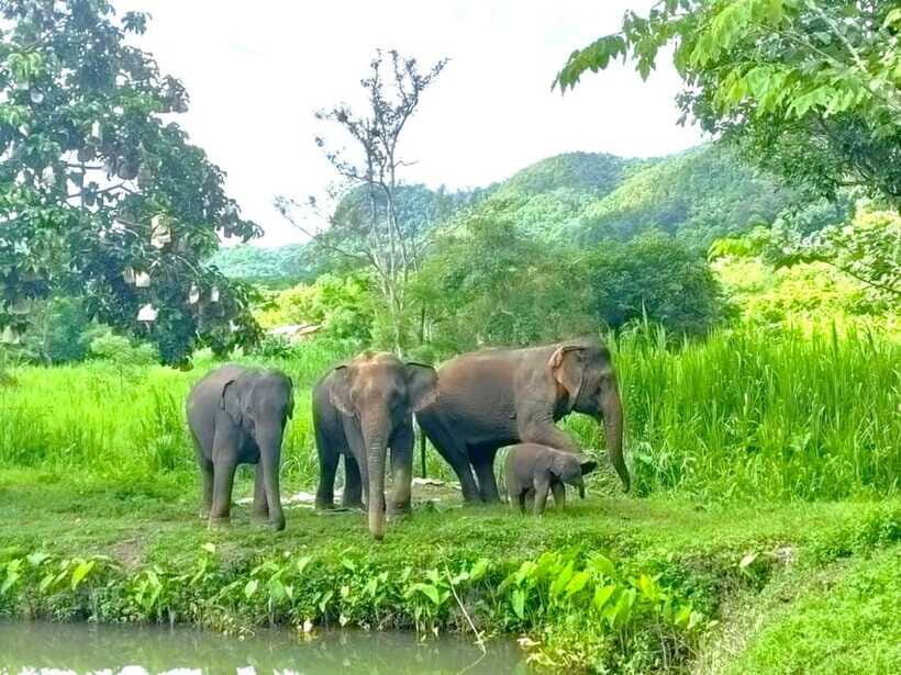 Half-day with CHIANGMAI ELEPHANT CARE program (12pm-6pm.) - River bathing and brushing: when it happens and when it won’t