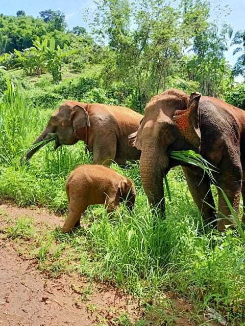 Half-day with CHIANGMAI ELEPHANT CARE program (12pm-6pm.) - Tour guides and the small-group feel: Tong Cruise and Ford