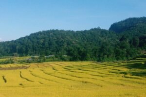 Inthanon Day Trip from Chiang Mai with Lunch - Group or Private - Price and what you’re really paying for