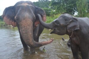 Inthanon Heaven Trail(Living Green Elephant Sanctuary) - Ethical elephant interaction at Living Green Elephant Sanctuary