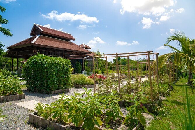 Morning Thai Cooking with Grandma - Market Visit & Farm Tour - The organic farm tour: rice fields, chickens, eggs, and that mushroom hut