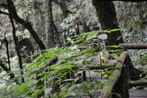 Mount Doi Inthanon Hiking & Bird Watching - Bird Watching Stops: How Guides Help You See More Than You Would Alone