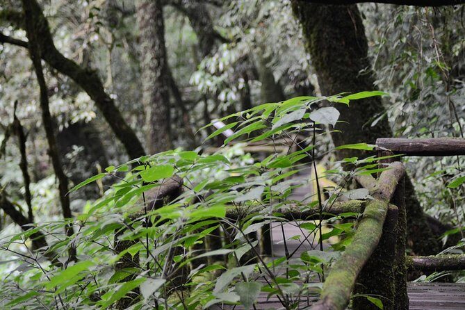Mount Doi Inthanon Hiking & Bird Watching - Bird Watching Stops: How Guides Help You See More Than You Would Alone