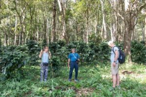 Off the Map Chiang Mai Jungle Coffee Trek Roast and Brew - Planting coffee trees: why this stop matters