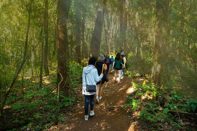One day Doi Inthanon & Trekking at Pha Dok Siew - Ban Mae Klang Luang rice terraces: gorgeous views, muddy steps