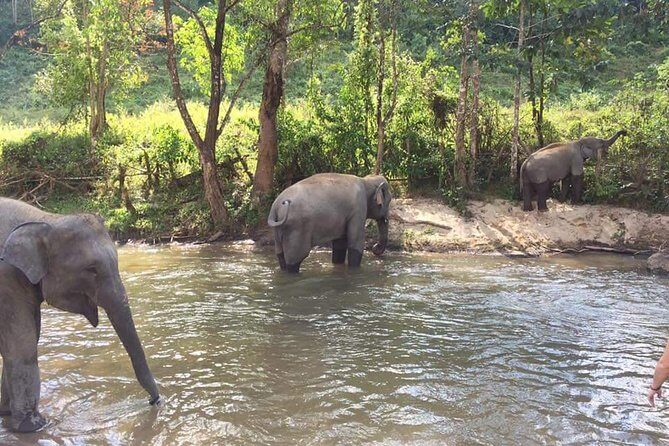 One day Elephants in Nature Experience & Grand Canyon Jumping - Elephant care in a natural habitat: what the experience is really about