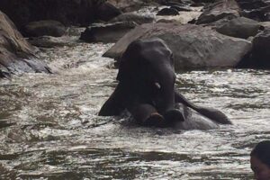 One day Elephants in Nature Experience & Grand Canyon Jumping - The guide experience: English explanations and steady attention