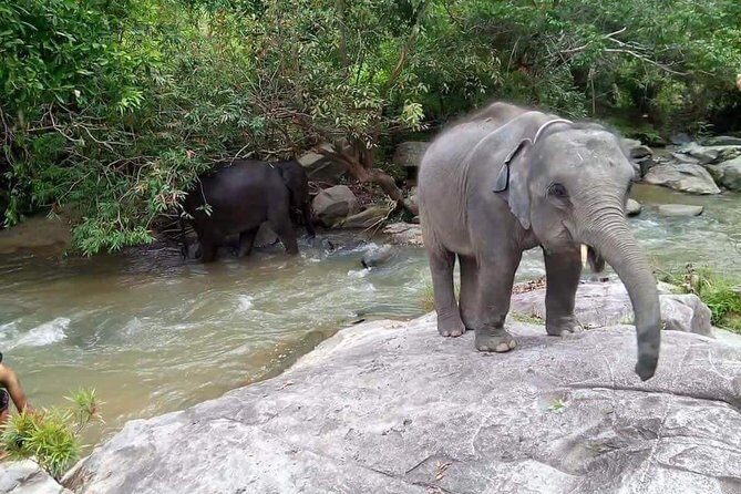 One day Elephants in Nature Experience & Grand Canyon Jumping - Price and value: why $63.23 can be a fair deal