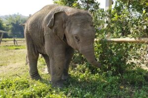 One Day Hiking and Elephant experience by Chiang Mai Elephant Home - Bamboo rafting for about an hour: scenic, but bring the right gear