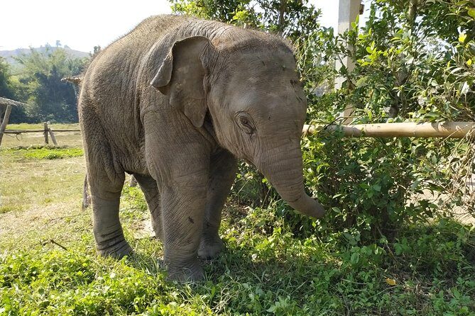 One Day Hiking and Elephant experience by Chiang Mai Elephant Home - Bamboo rafting for about an hour: scenic, but bring the right gear