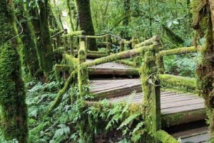 Wow! Doi Inthanon National Park Adventure, Lunch & Entry Included - Waterfalls First: Wachirathan and Sirithan in the Same Day